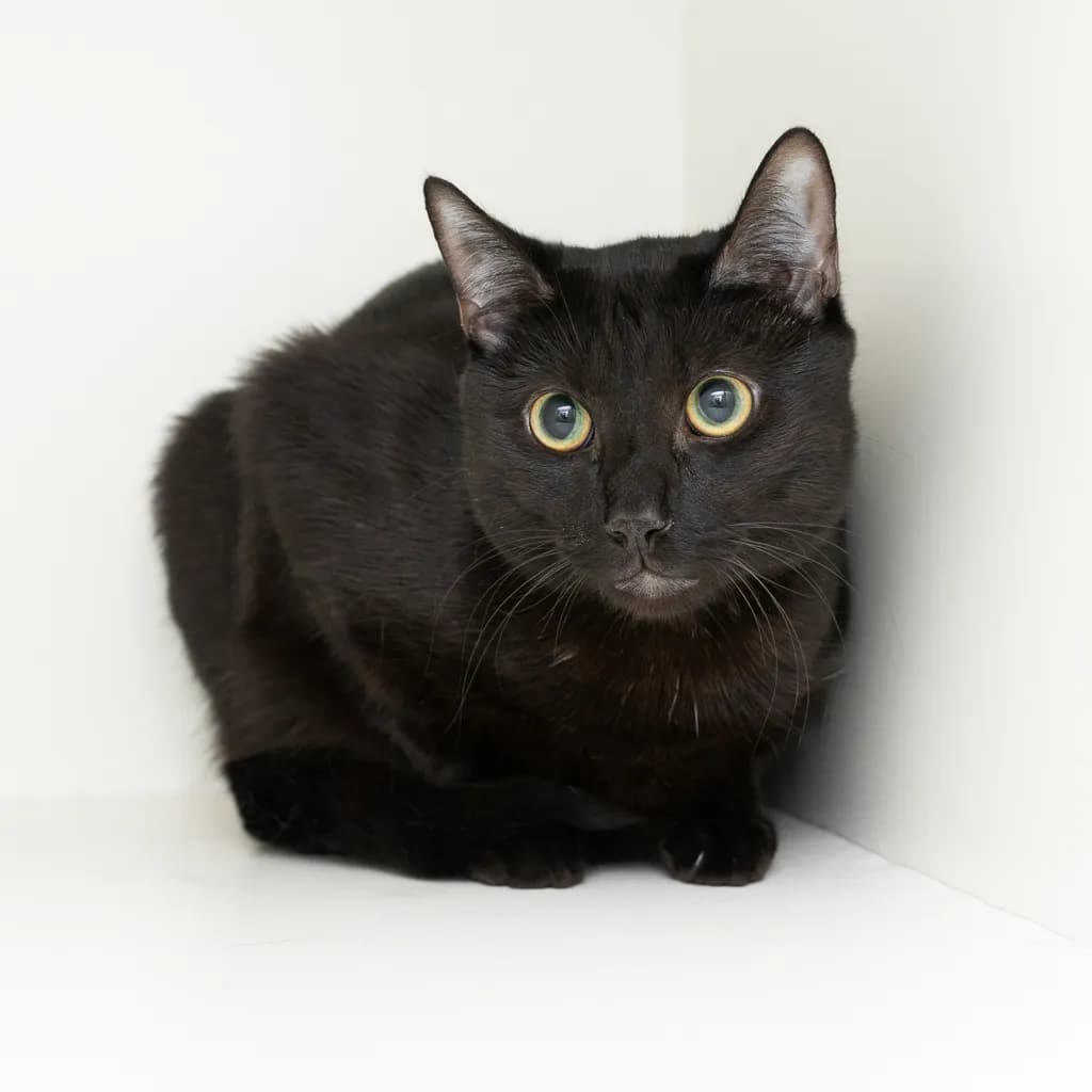 Sushi - Domestic Short Hair cat available for adoption at Animal Welfare League Queensland in Ipswich