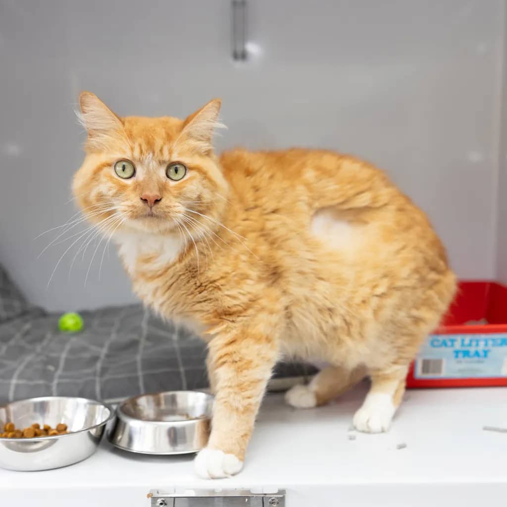 Blu - Domestic Medium Hair cat available for adoption at Animal Welfare League Queensland in Gold Coast