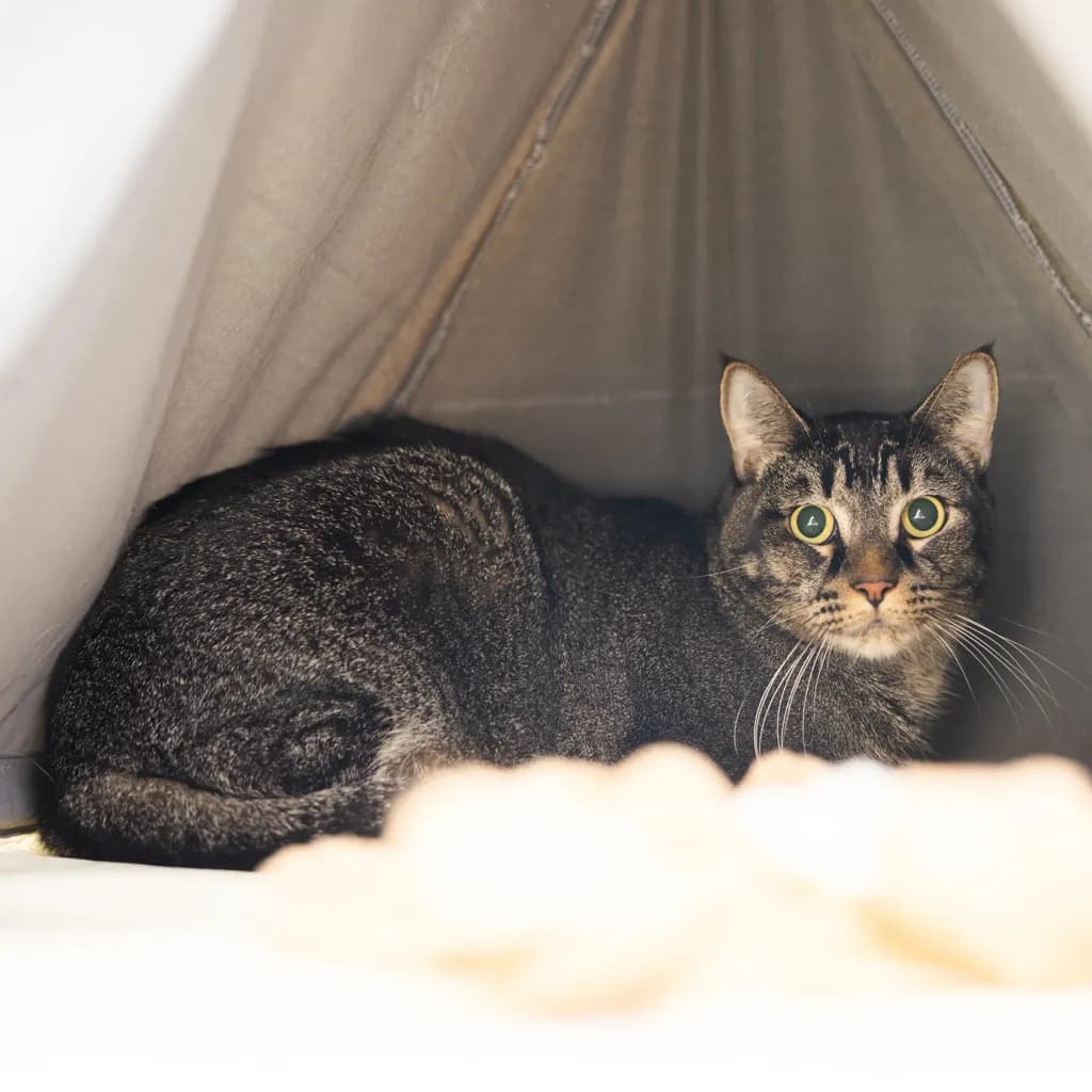 Bear - Domestic Short Hair cat available for adoption at Animal Welfare League Queensland in Gold Coast