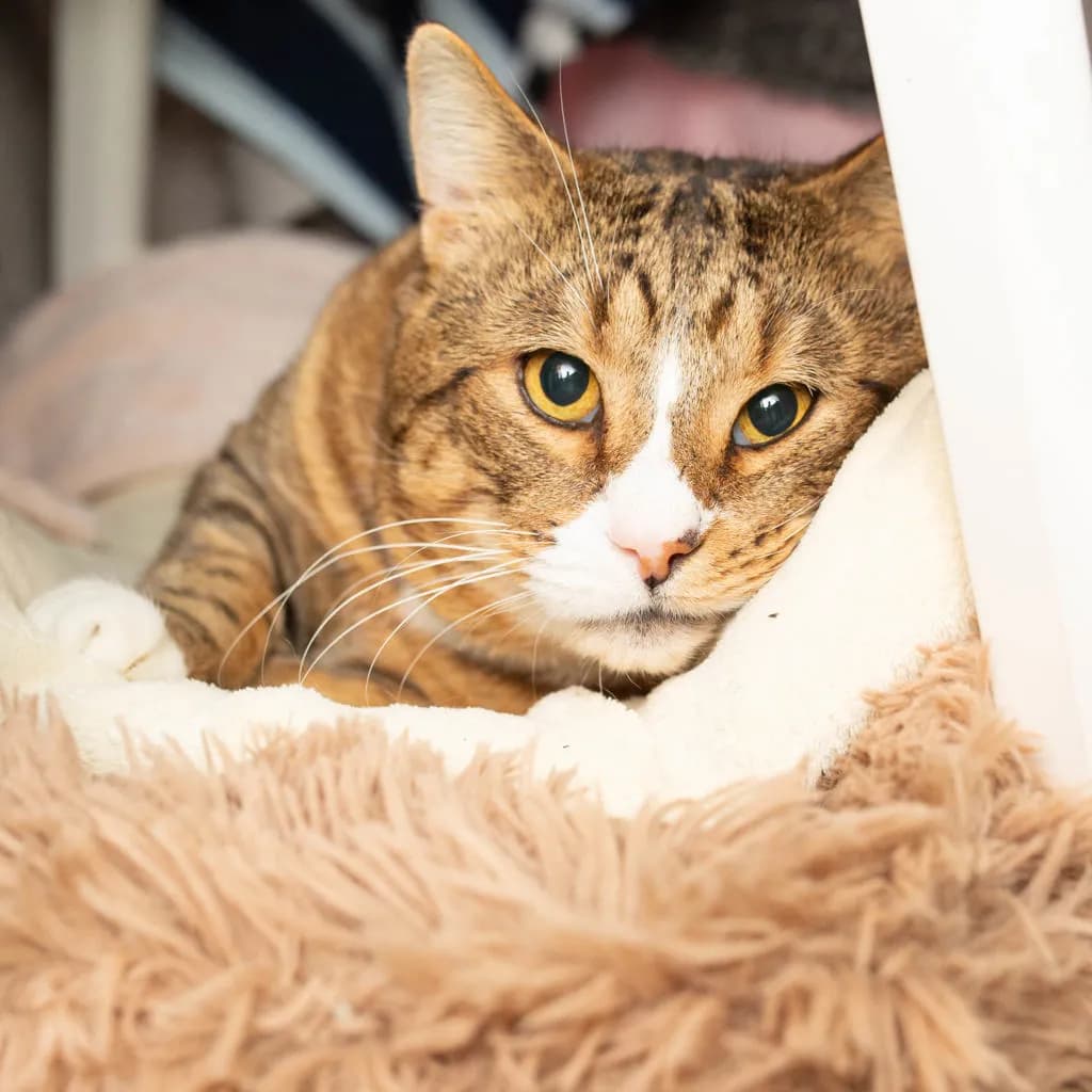 Buddy - Domestic Short Hair cat available for adoption at Animal Welfare League Queensland in Gold Coast