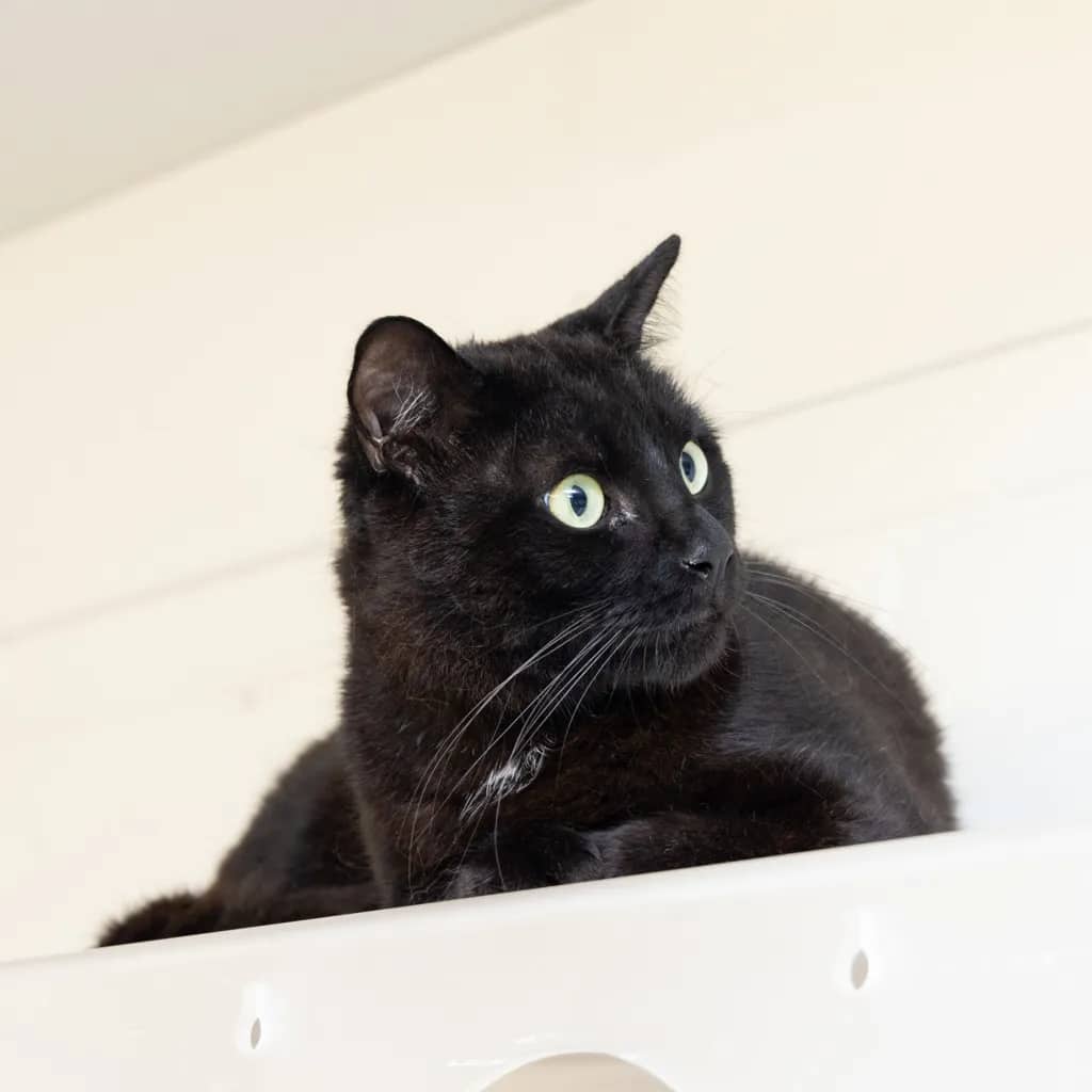 Yami - Domestic Short Hair cat available for adoption at Animal Welfare League Queensland in Gold Coast