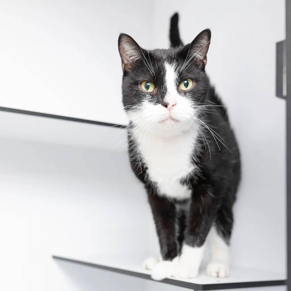 Bilbo Baggins - Domestic Short Hair cat available for adoption at Animal Welfare League Queensland in Gold Coast