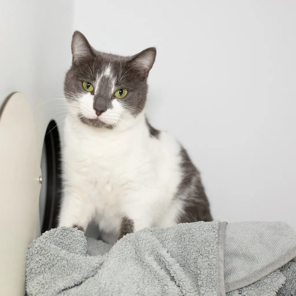 Jade - Domestic Short Hair cat available for adoption at Animal Welfare League Queensland in Brisbane