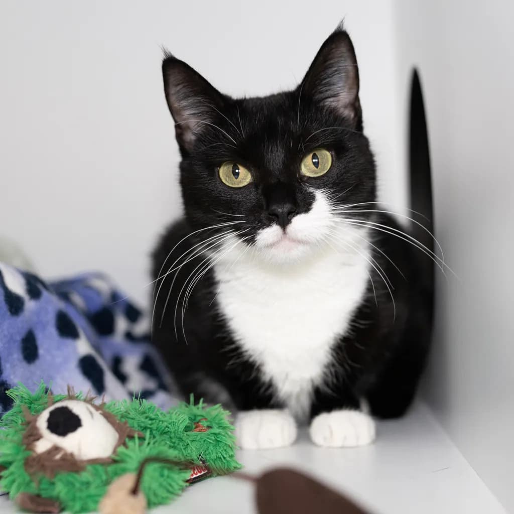 Mittens - Domestic Short Hair cat available for adoption at Animal Welfare League Queensland in Brisbane