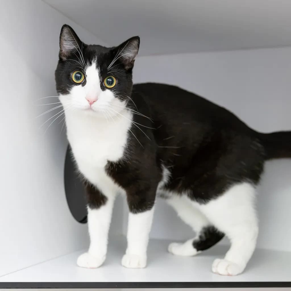 Domino - Domestic Short Hair cat available for adoption at Animal Welfare League Queensland in Gold Coast