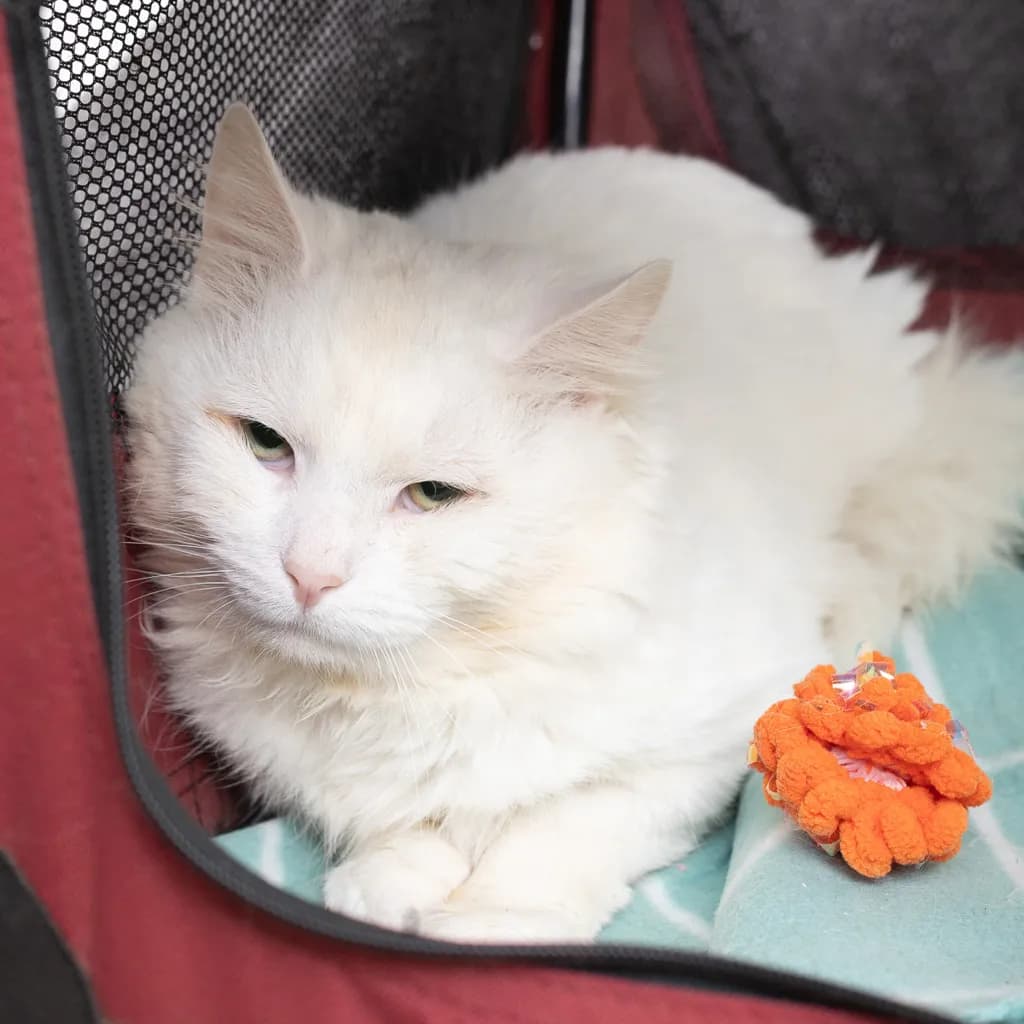 Elvis - Domestic Longhair cat available for adoption at Animal Welfare League Queensland in Gold Coast
