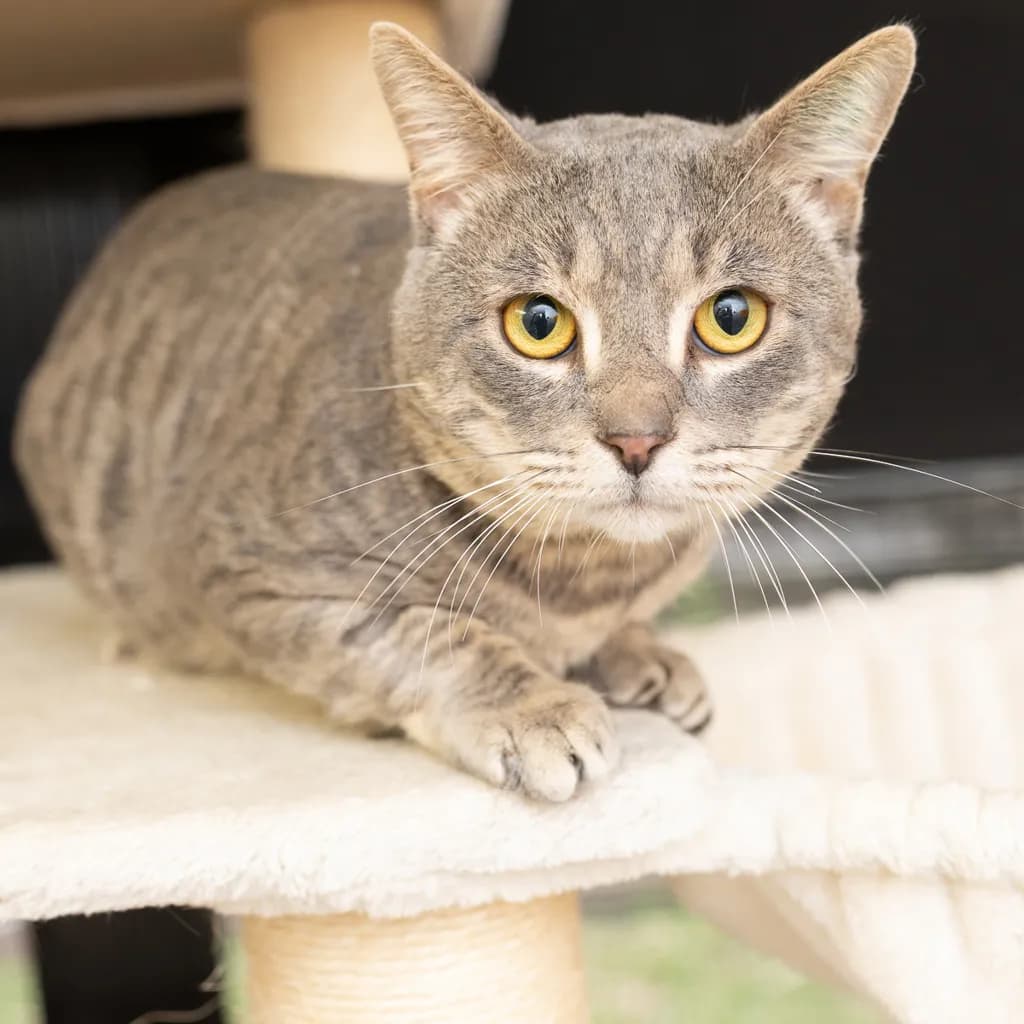 Sir Handsome Chonk - Domestic Short Hair cat available for adoption at Animal Welfare League Queensland in Gold Coast