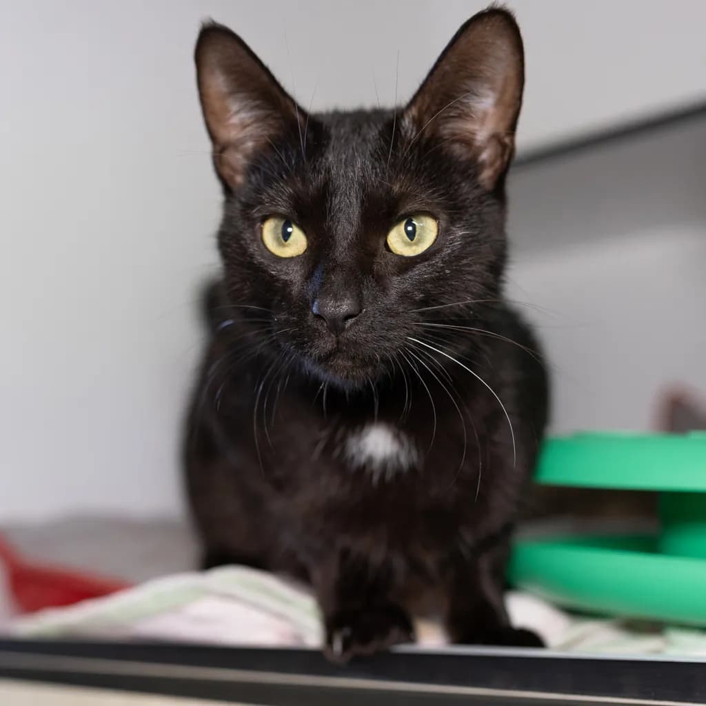 Eleni - Domestic Short Hair cat available for adoption at Animal Welfare League Queensland in Brisbane