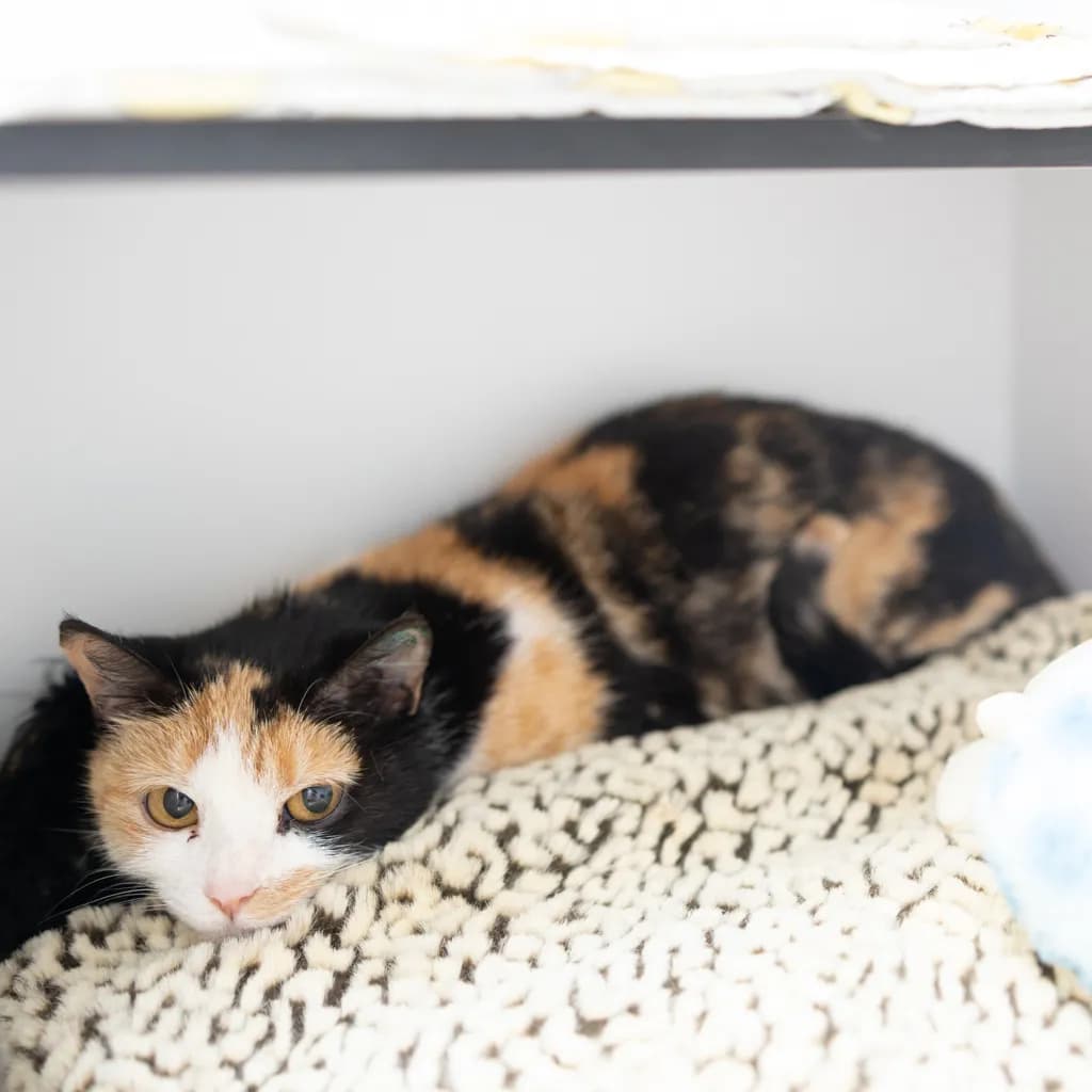 Kallisto - Domestic Short Hair cat available for adoption at Animal Welfare League Queensland in Gold Coast