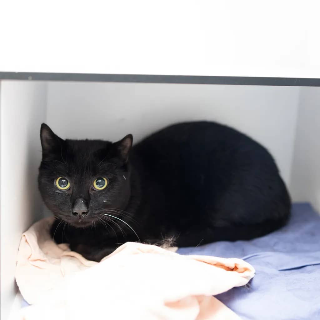 Beaut - Domestic Short Hair cat available for adoption at Animal Welfare League Queensland in Gold Coast