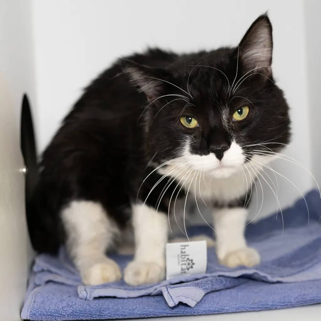Ted - Domestic Short Hair cat available for adoption at Animal Welfare League Queensland in Gold Coast