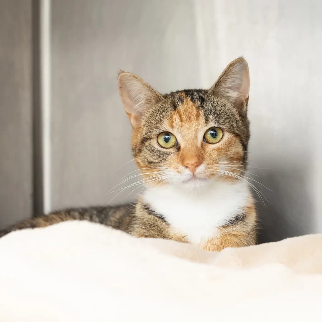 Scrambelina - Domestic Short Hair cat available for adoption at Animal Welfare League Queensland in Gold Coast