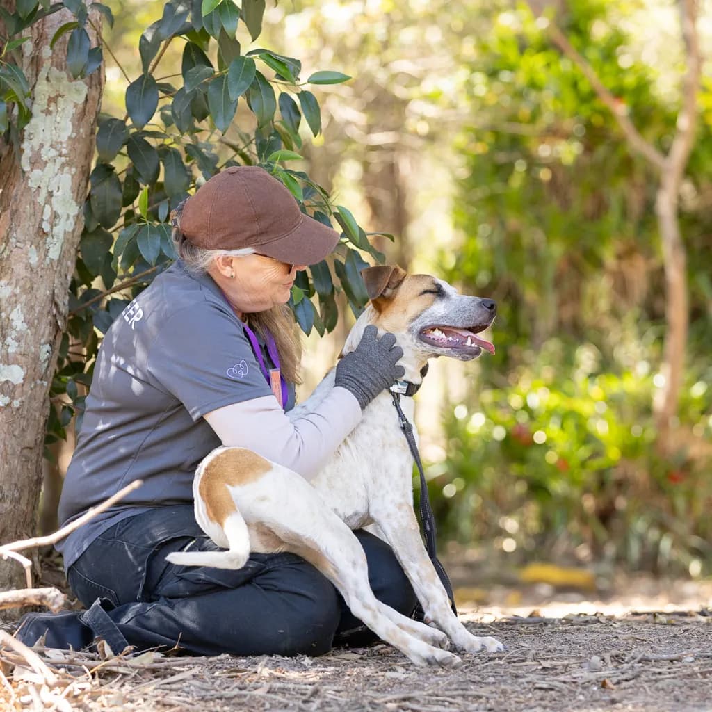 Bolt - Bull Arab / Australian Cattledog available for adoption in Brisbane