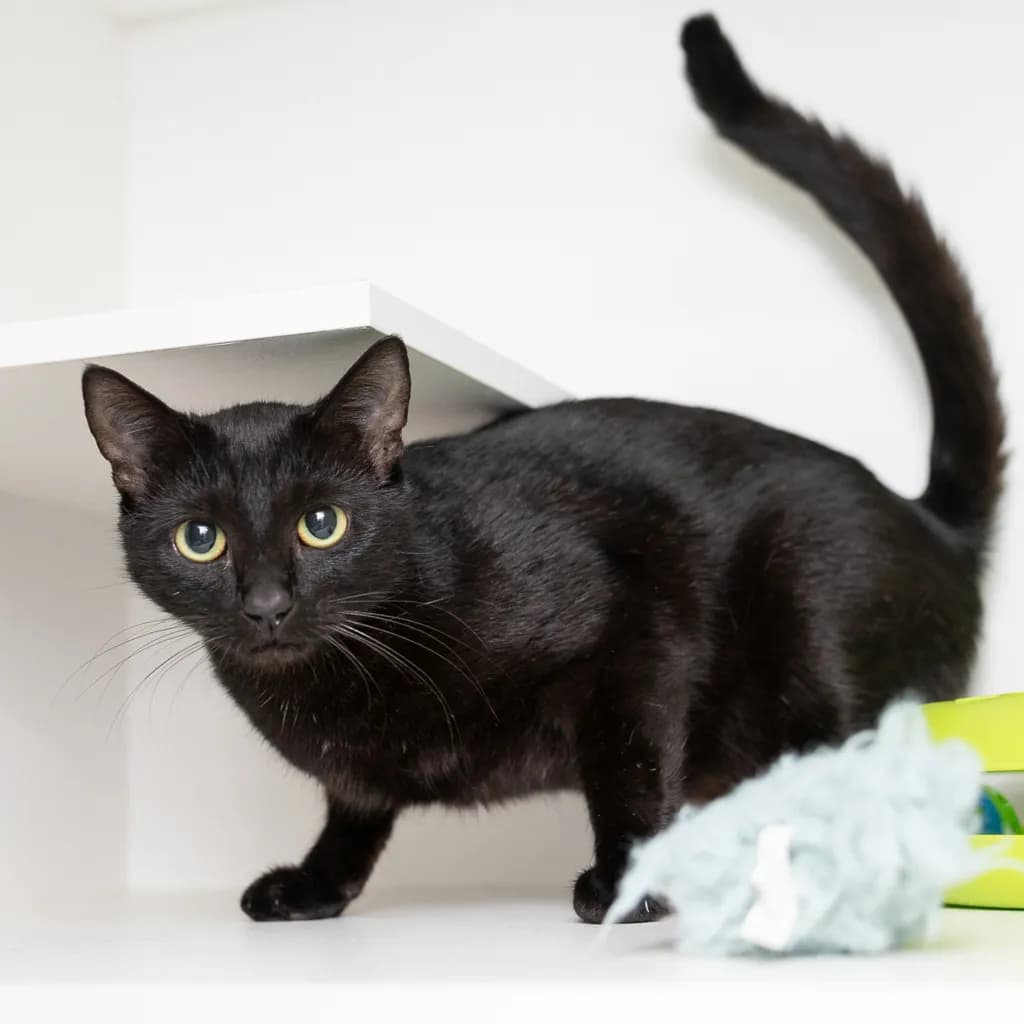 Marie - Domestic Short Hair cat available for adoption at Animal Welfare League Queensland in Ipswich