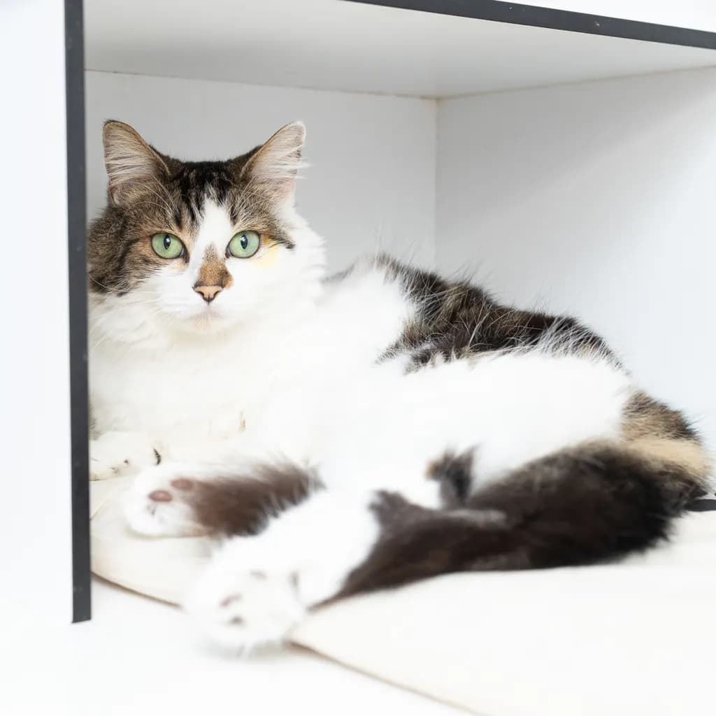 Daisy - Domestic Medium Hair cat available for adoption at Animal Welfare League Queensland in Gold Coast