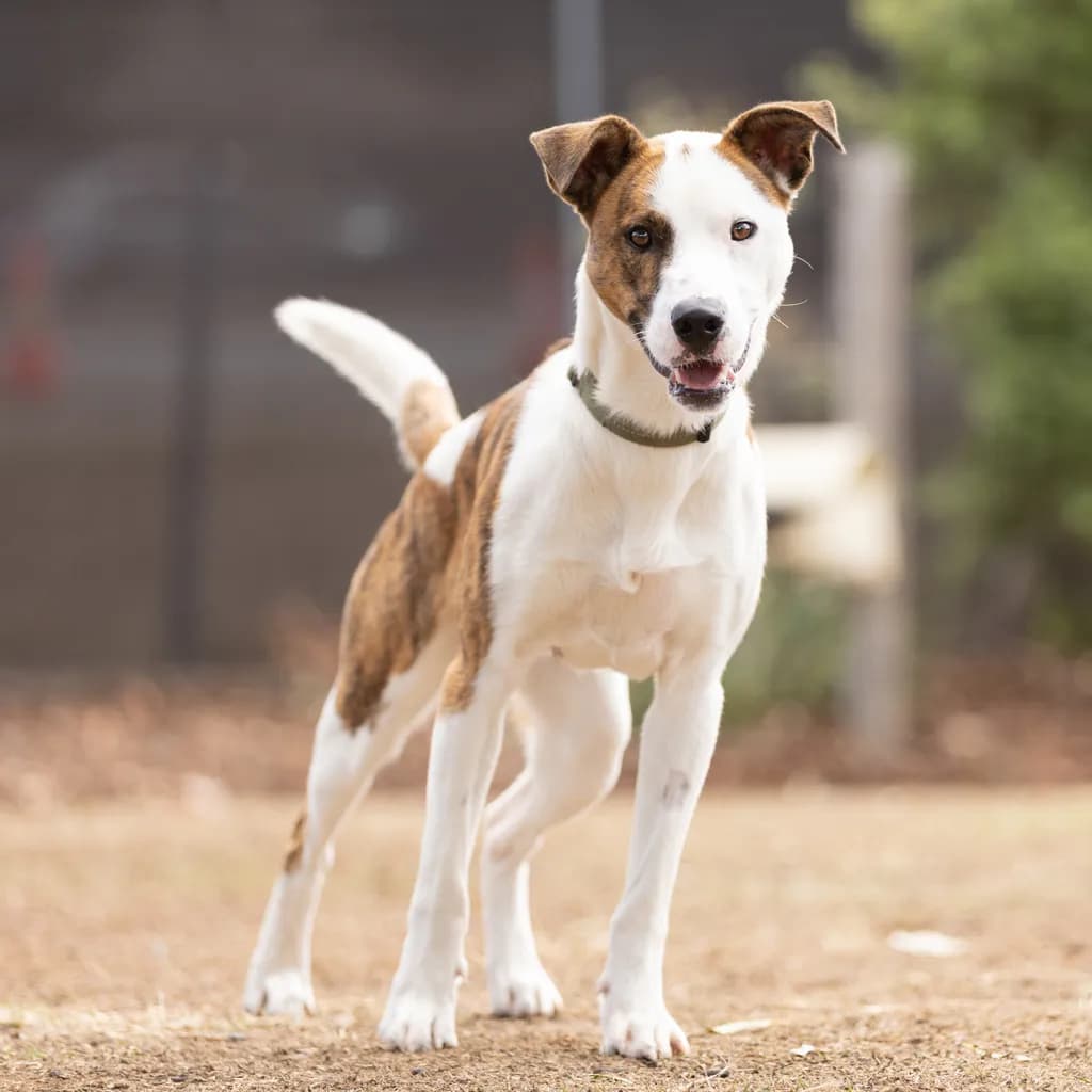 Randy - Border Collie available for adoption in Gold Coast