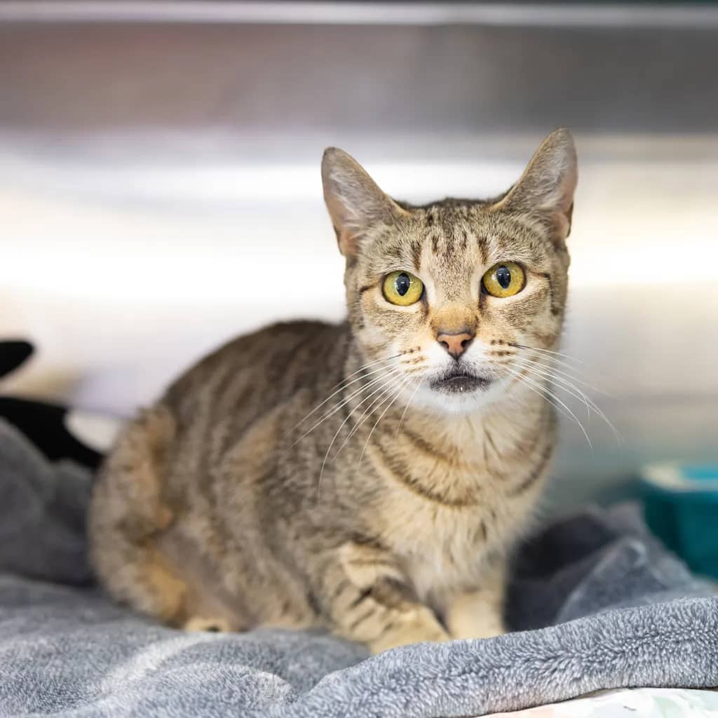 Auntie Mayhem - Domestic Short Hair cat available for adoption at Animal Welfare League Queensland in Gold Coast