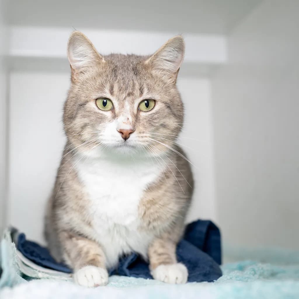 Scott - Domestic Short Hair cat available for adoption at Animal Welfare League Queensland in Ipswich
