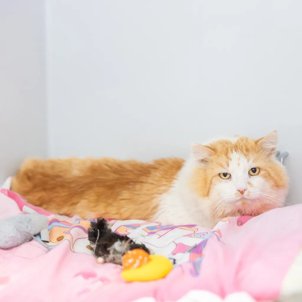 Pickle Radish - Domestic Longhair cat available for adoption at Animal Welfare League Queensland in Gold Coast