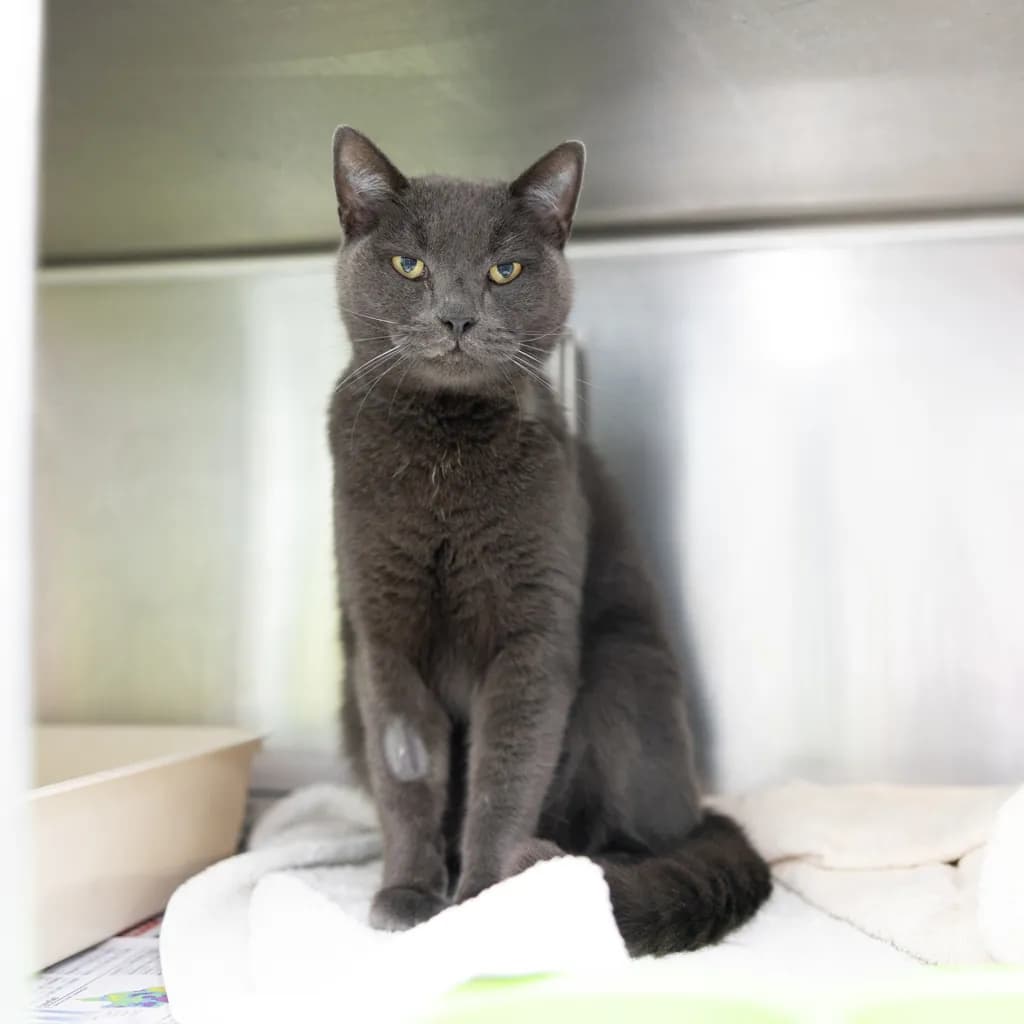 Bosco - Russian Blue cat available for adoption at Animal Welfare League Queensland in Gold Coast
