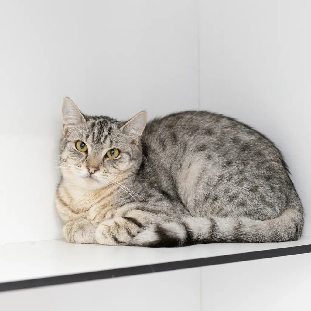 Woody - Domestic Short Hair cat available for adoption at Animal Welfare League Queensland in Brisbane