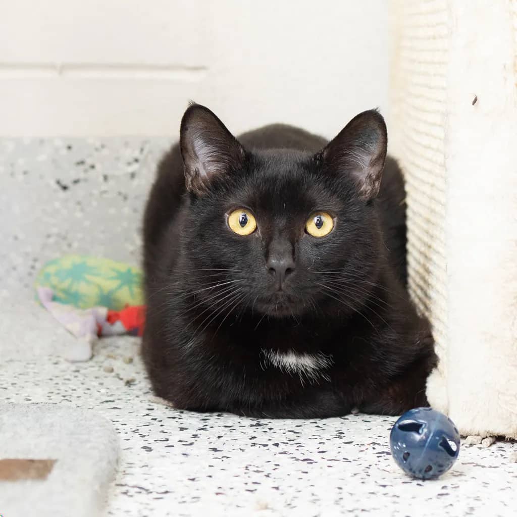 Mi Goreng Noodles - Domestic Short Hair cat available for adoption at Animal Welfare League Queensland in Gold Coast