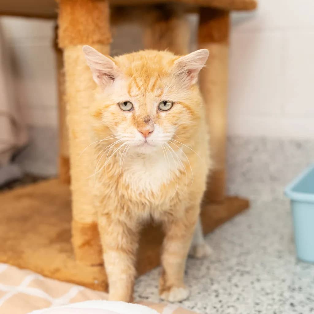 Tigger - Domestic Short Hair cat available for adoption at Animal Welfare League Queensland in Gold Coast