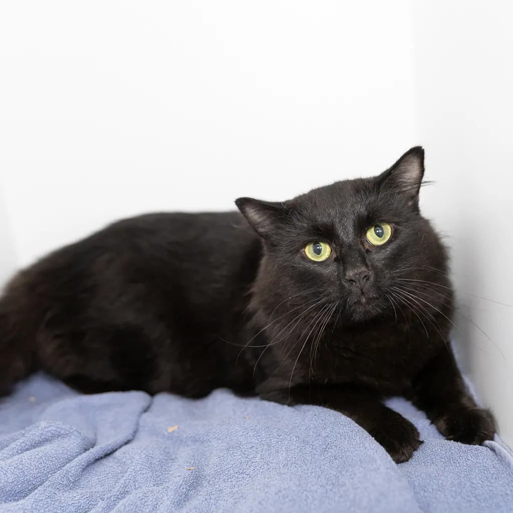 Ash - Domestic Medium Hair cat available for adoption at Animal Welfare League Queensland in Brisbane