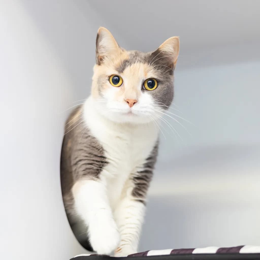 Lily - Domestic Short Hair cat available for adoption at Animal Welfare League Queensland in Gold Coast