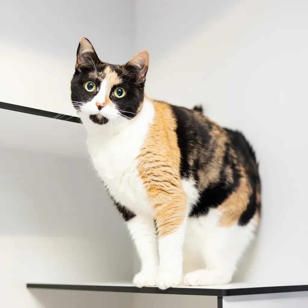 Daisy - Domestic Short Hair cat available for adoption at Animal Welfare League Queensland in Gold Coast