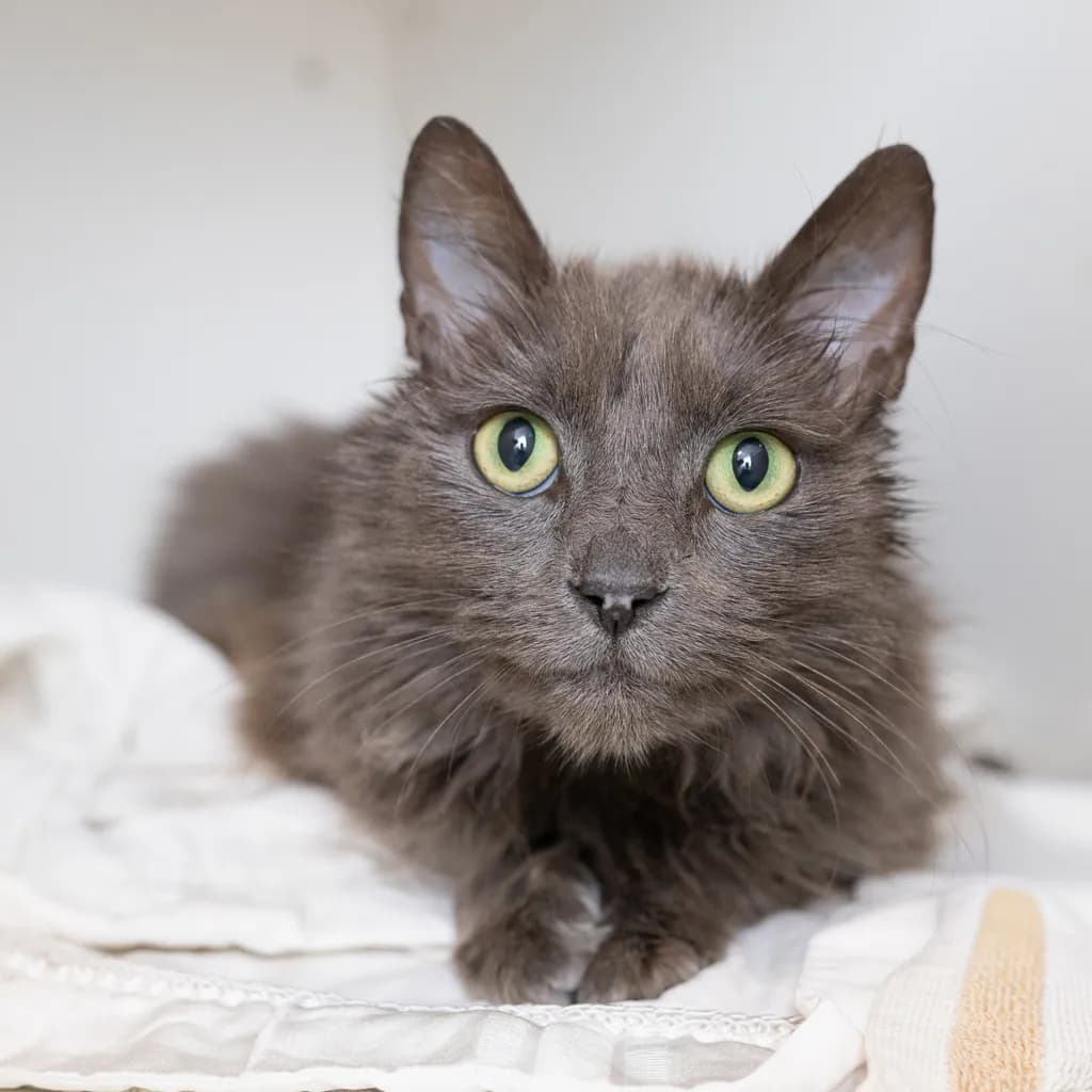 Gelato - Domestic Medium Hair cat available for adoption at Animal Welfare League Queensland in Ipswich