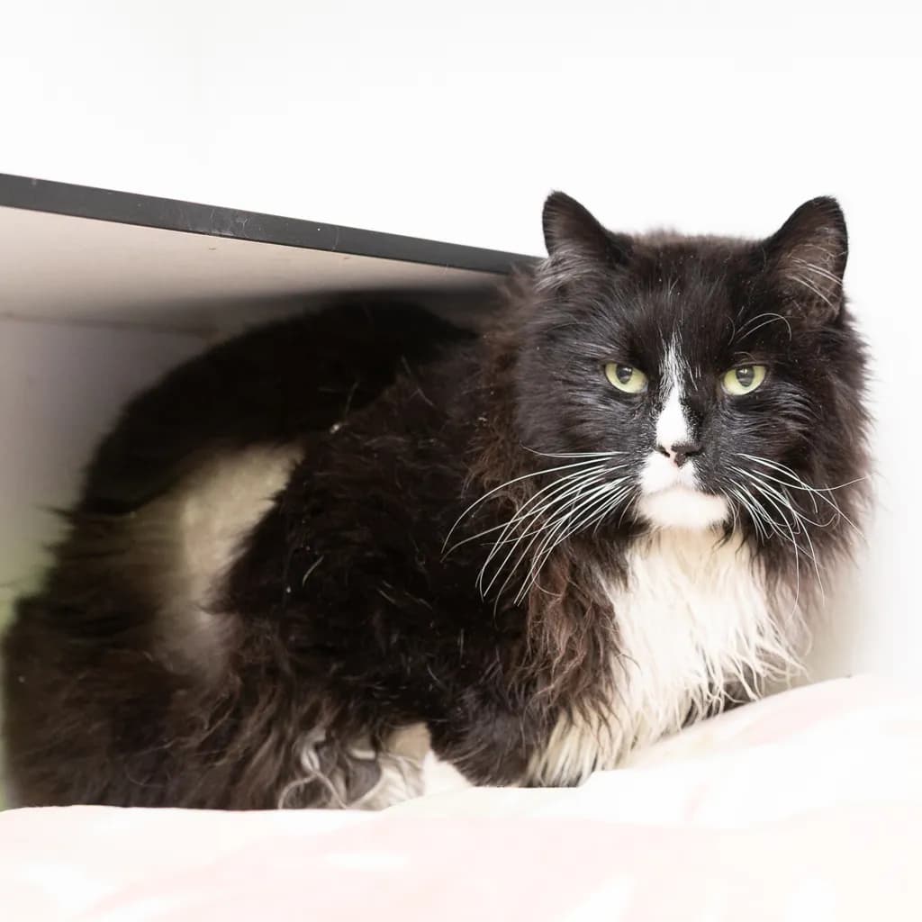 Sylvester - Domestic Longhair cat available for adoption at Animal Welfare League Queensland in Gold Coast