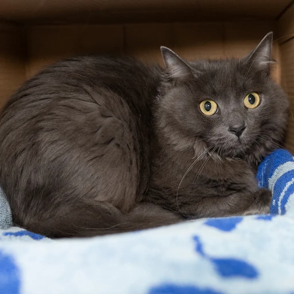 Martha - Domestic Medium Hair cat available for adoption at Animal Welfare League Queensland in Brisbane