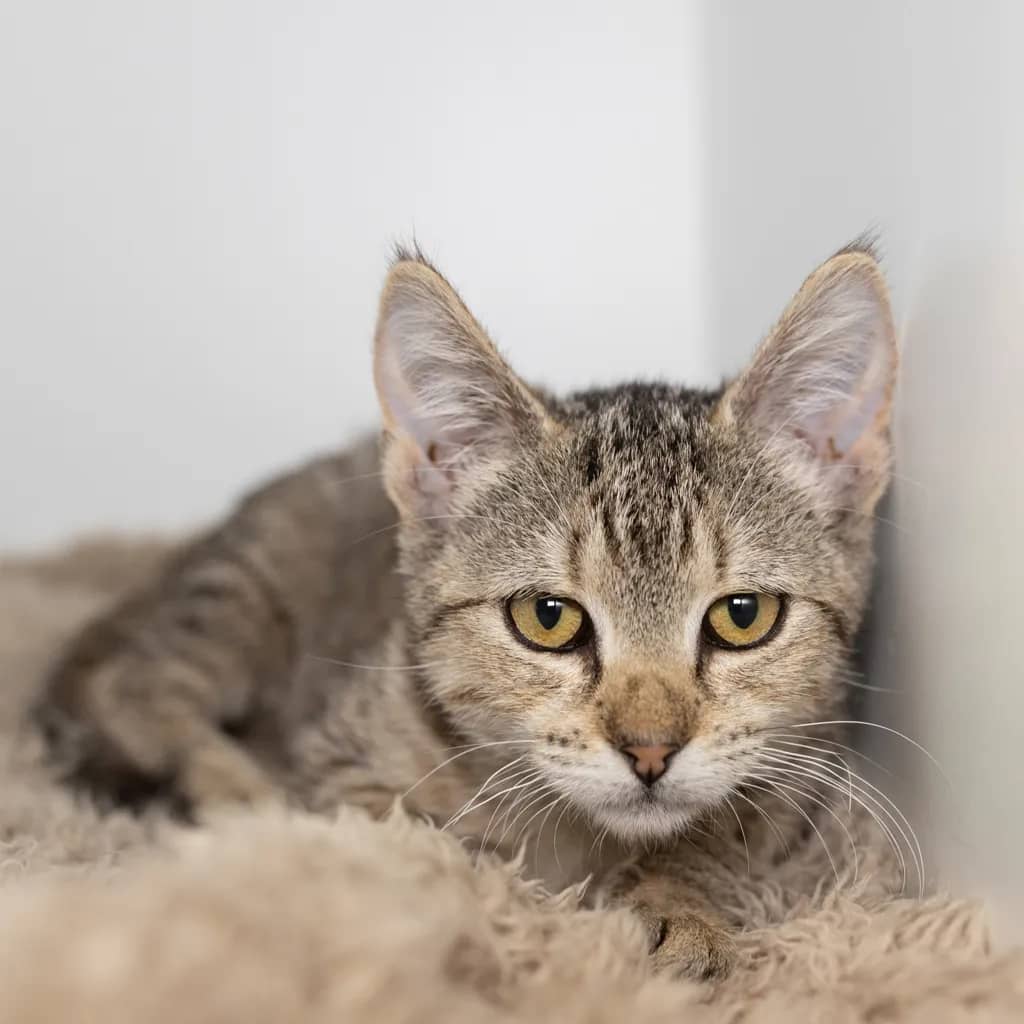 Blinkers - Domestic Short Hair cat available for adoption at Animal Welfare League Queensland in Brisbane
