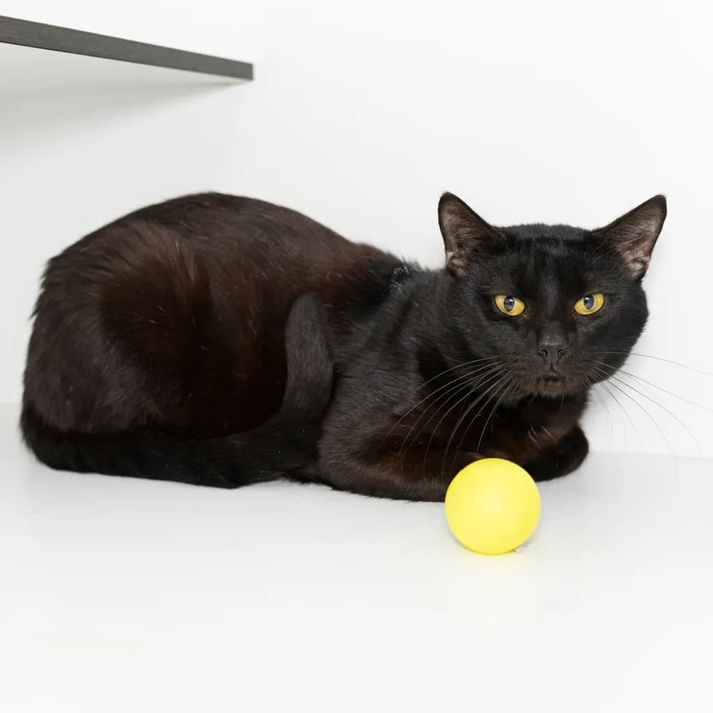 Snowball - Domestic Short Hair cat available for adoption at Animal Welfare League Queensland in Brisbane