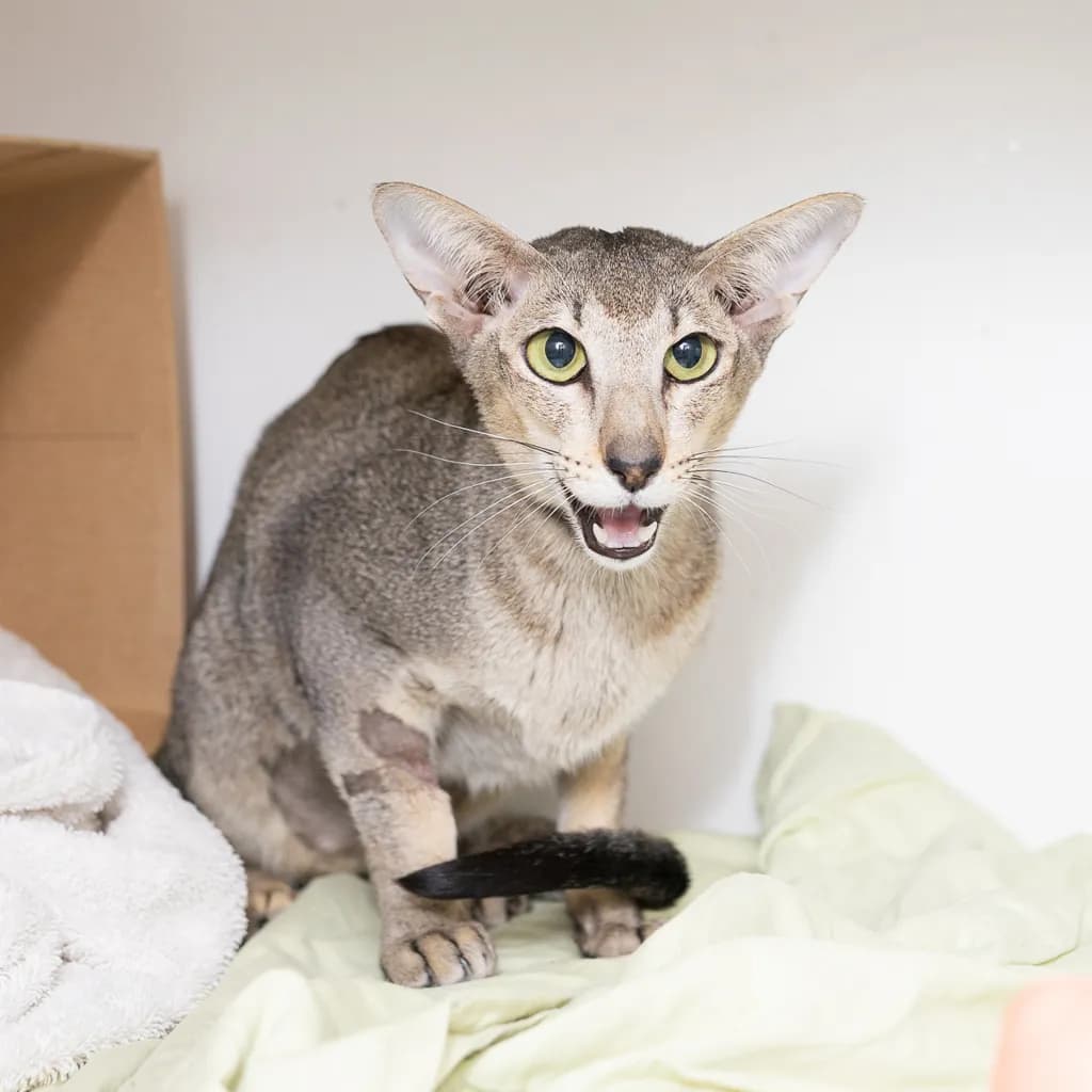 Simon - Oriental / Siamese cat available for adoption at Animal Welfare League Queensland in Ipswich