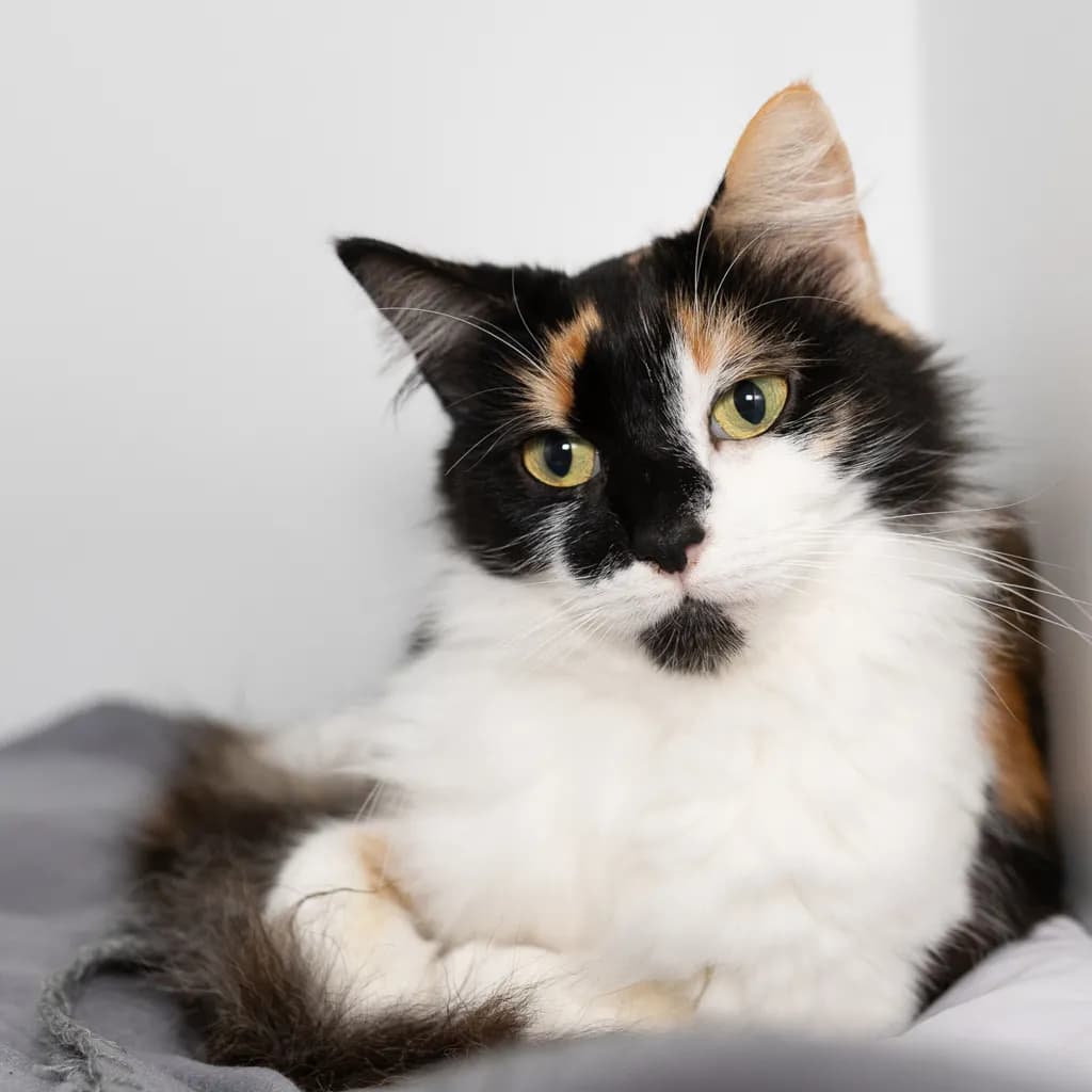 Opal - Domestic Medium Hair cat available for adoption at Animal Welfare League Queensland in Brisbane