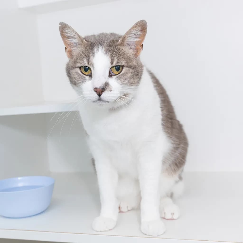 Prim - Domestic Short Hair cat available for adoption at Animal Welfare League Queensland in Gold Coast