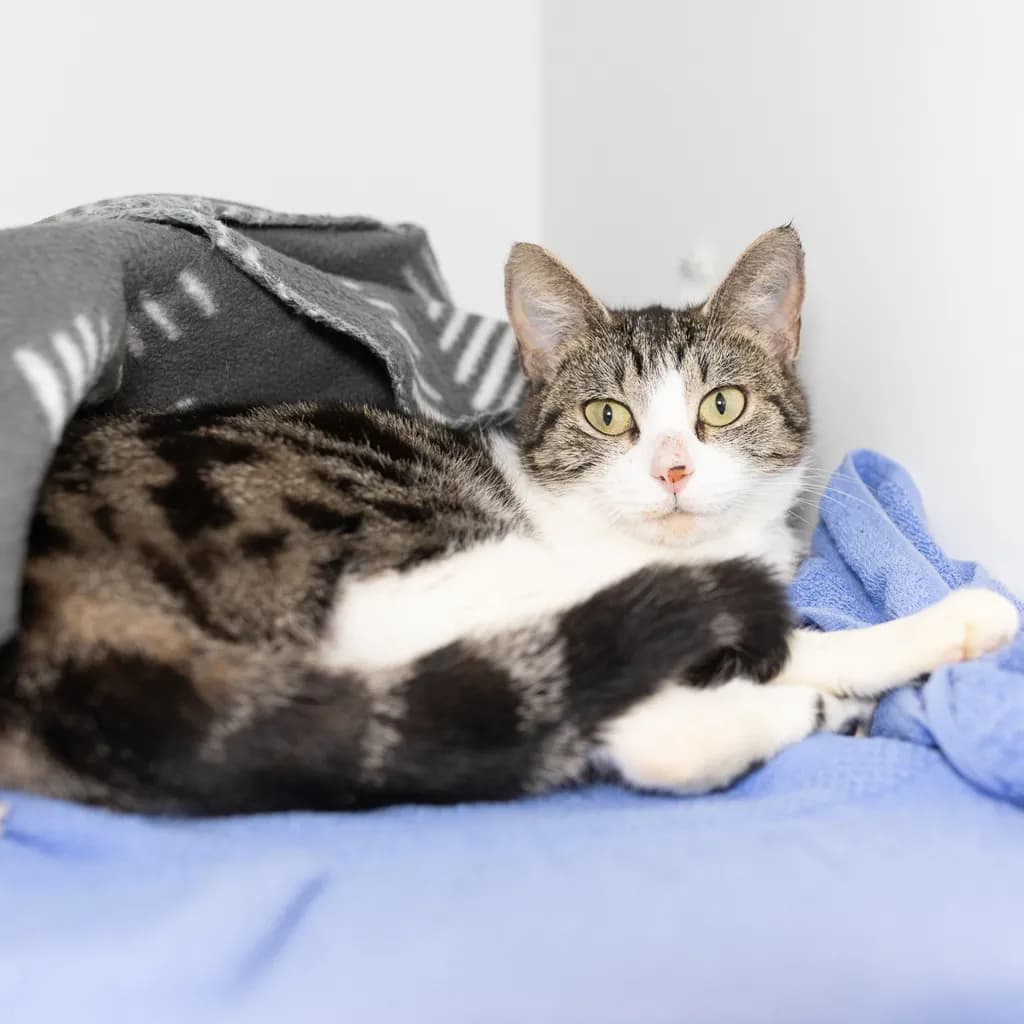 Sweetie - Domestic Short Hair cat available for adoption at Animal Welfare League Queensland in Brisbane