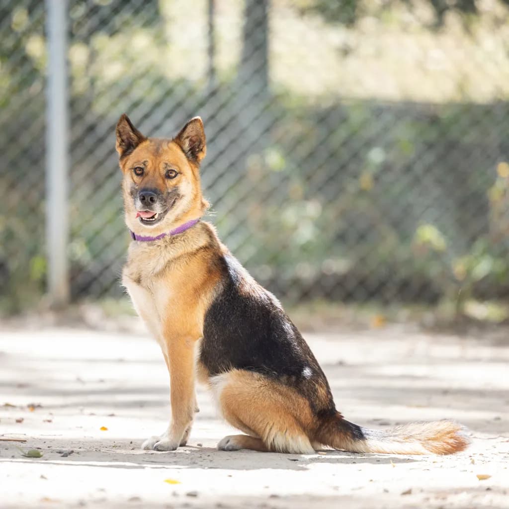 Maddi - Australian Kelpie / German Shepherd available for adoption in Gold Coast