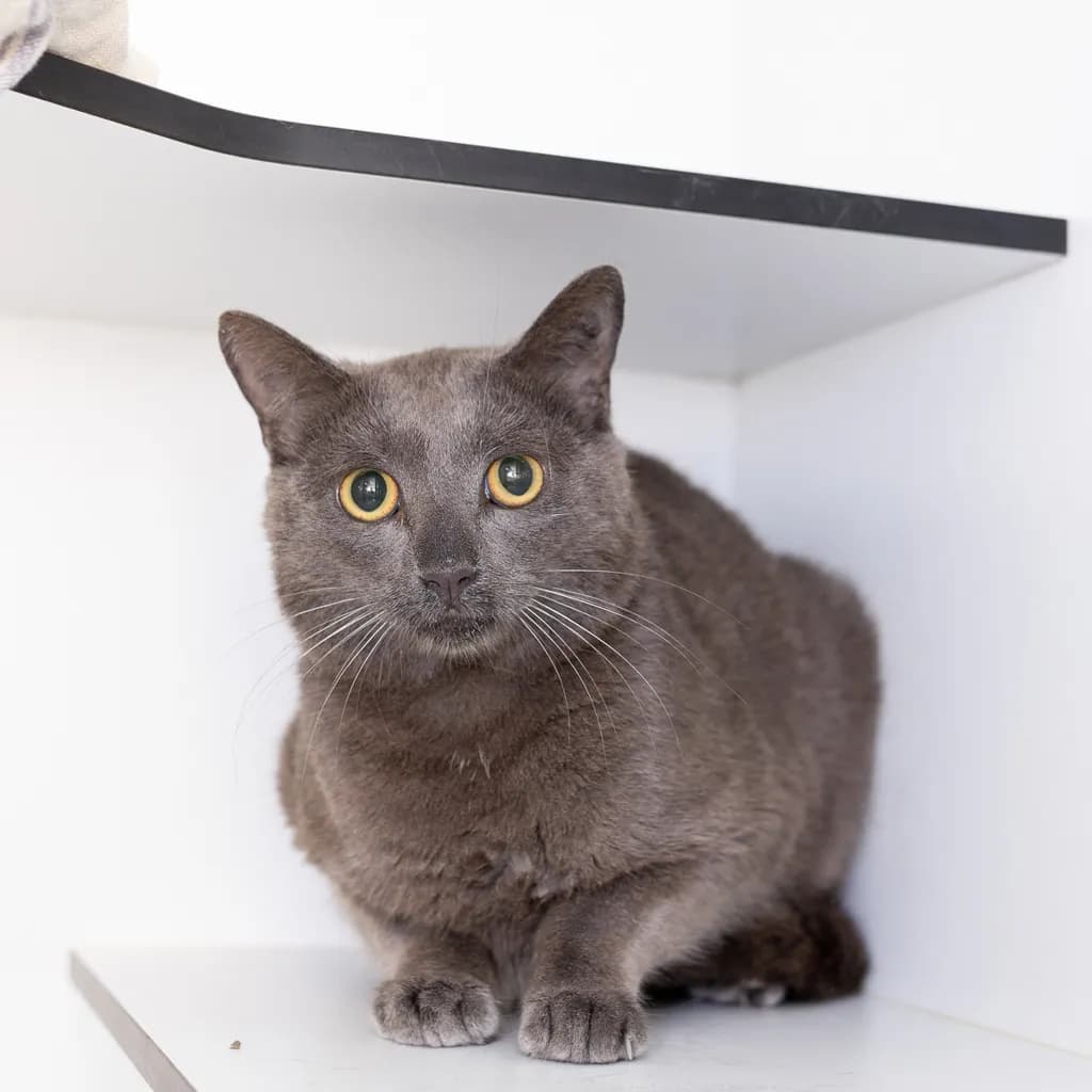 Sebastian - Domestic Short Hair cat available for adoption at Animal Welfare League Queensland in Ipswich