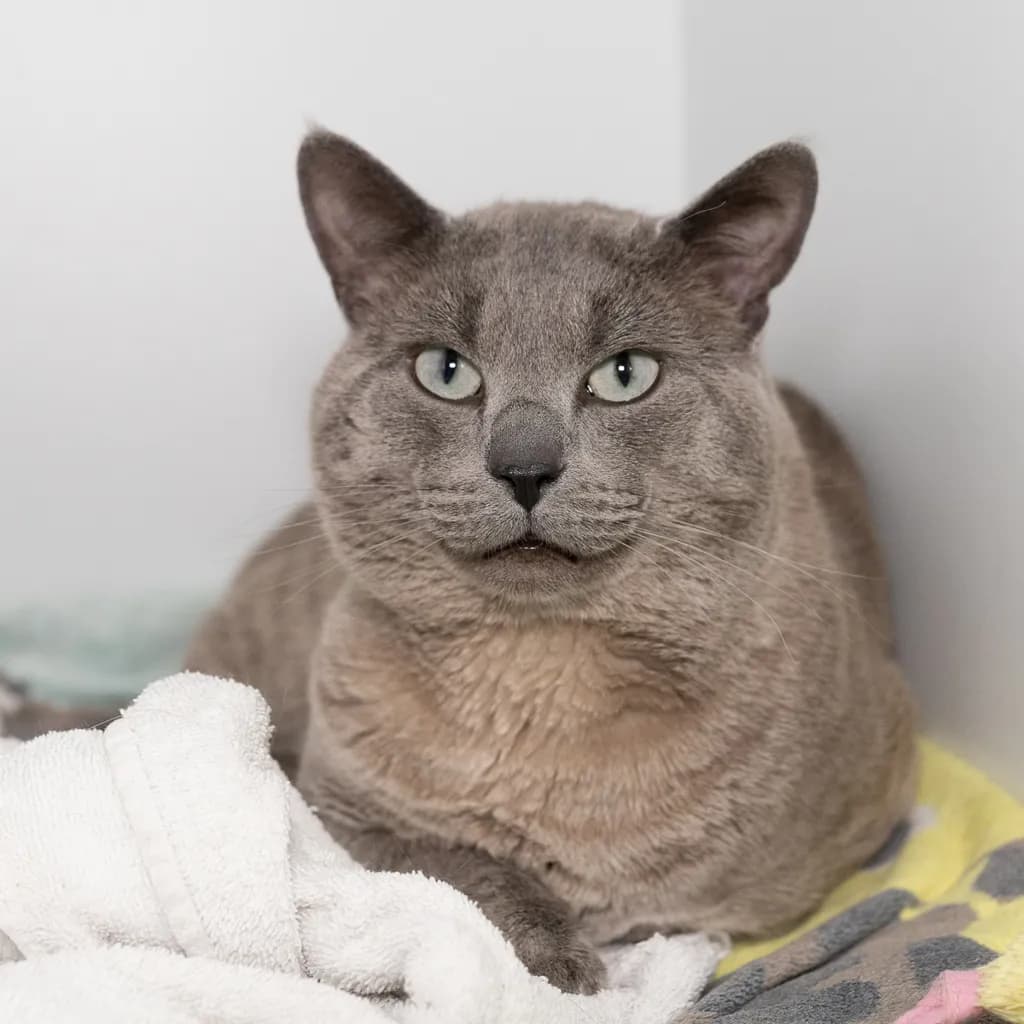 Jam - Domestic Short Hair cat available for adoption at Animal Welfare League Queensland in Brisbane