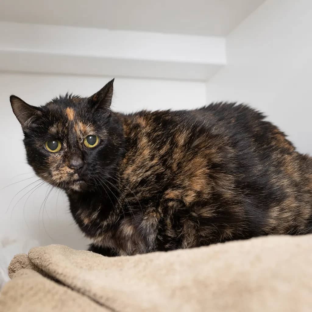 Chelsea - Domestic Short Hair cat available for adoption at Animal Welfare League Queensland in Ipswich