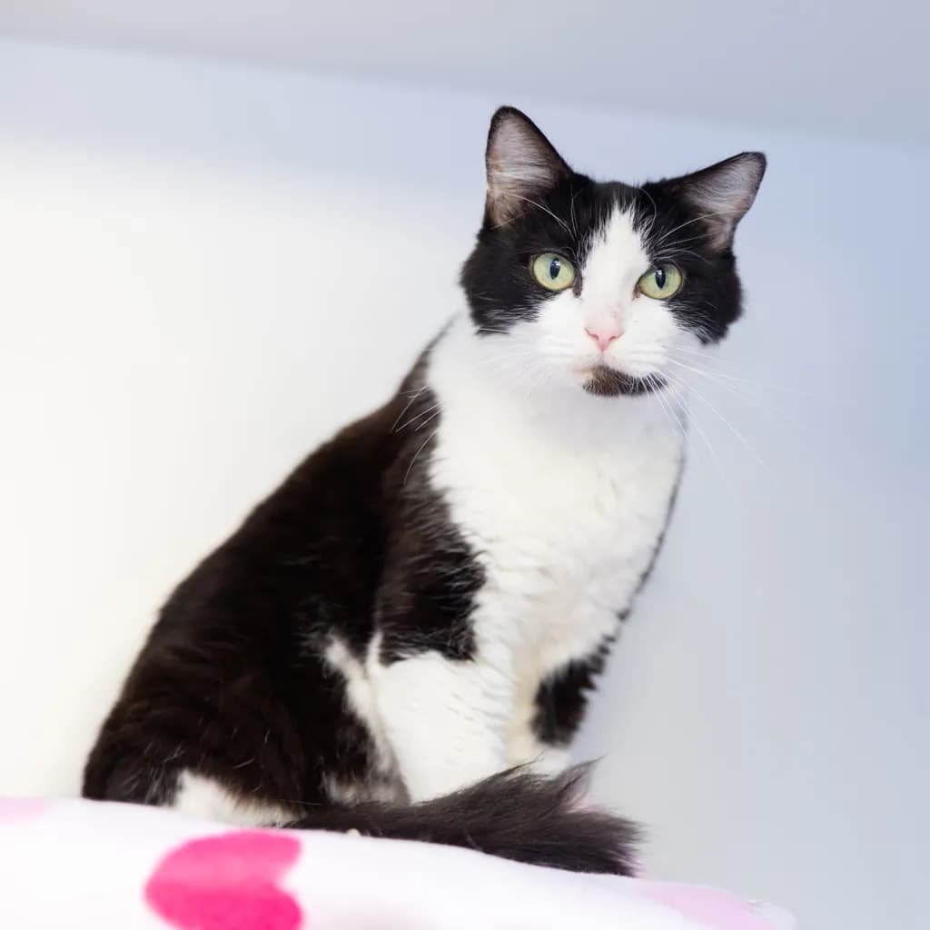 Dani - Domestic Short Hair cat available for adoption at Animal Welfare League Queensland in Gold Coast