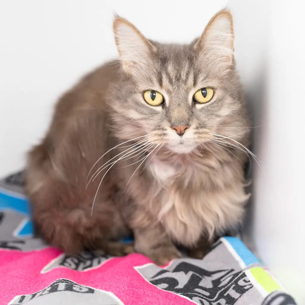 Elsie - Domestic Medium Hair cat available for adoption at Animal Welfare League Queensland in Brisbane