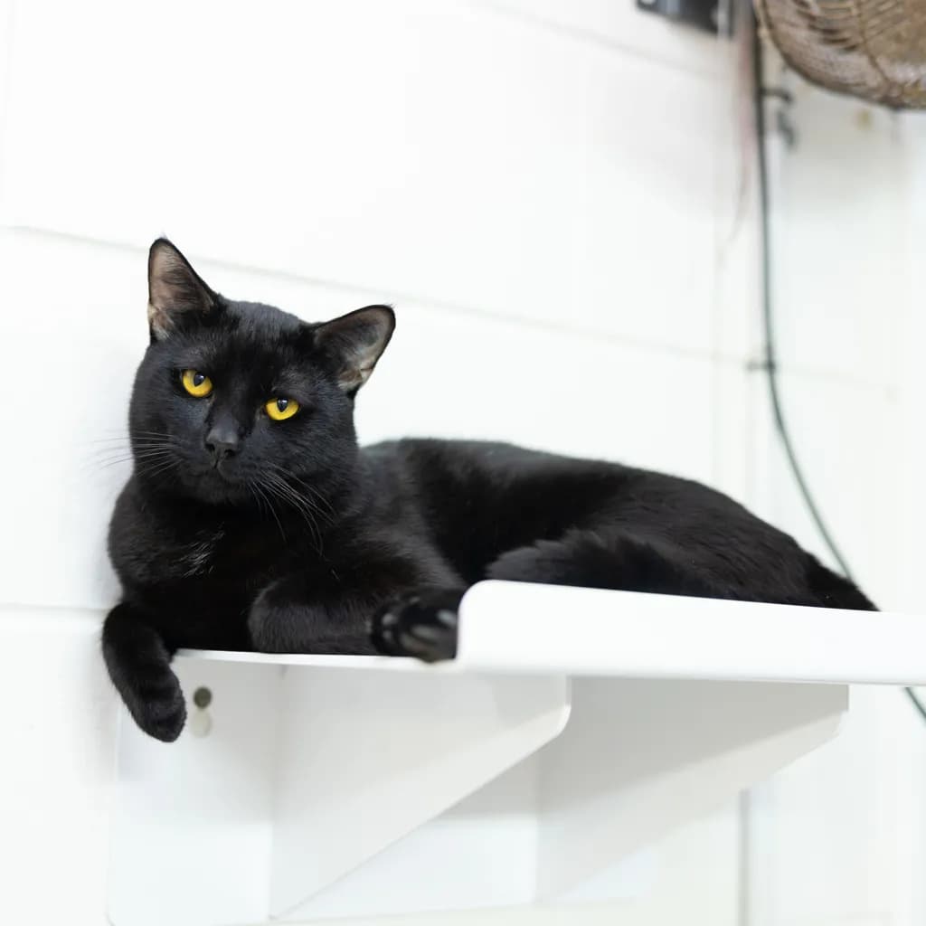 Panther - Domestic Short Hair cat available for adoption at Animal Welfare League Queensland in Gold Coast