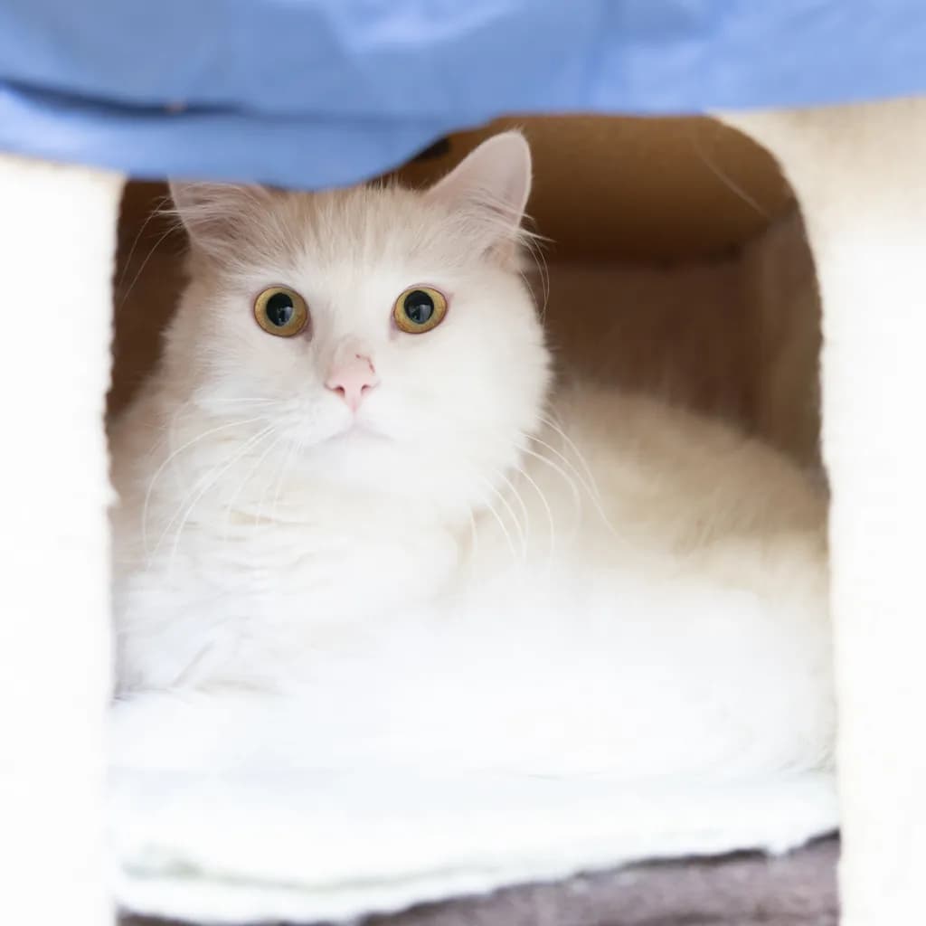 Olive - Domestic Medium Hair cat available for adoption at Animal Welfare League Queensland in Gold Coast