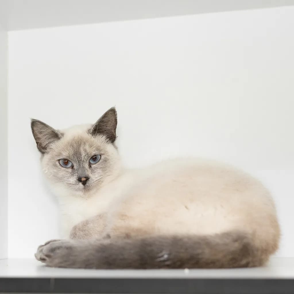 Margot - Ragdoll cat available for adoption at Animal Welfare League Queensland in Brisbane