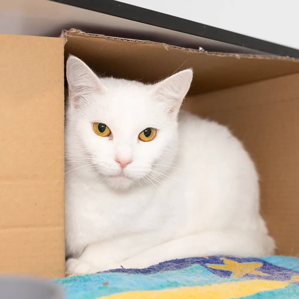 Snow - Domestic Short Hair cat available for adoption at Animal Welfare League Queensland in Brisbane