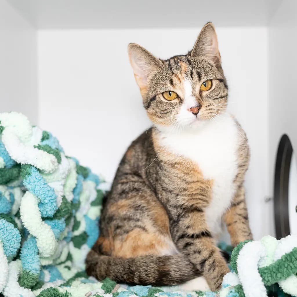 Paprika - Domestic Short Hair cat available for adoption at Animal Welfare League Queensland in Brisbane